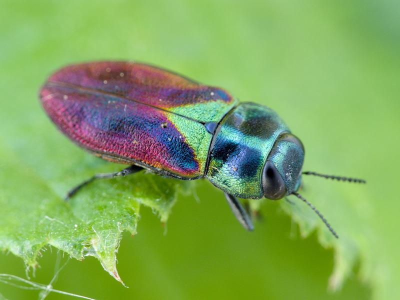 Anthaxia bicolor bicolor Falderman, 1835